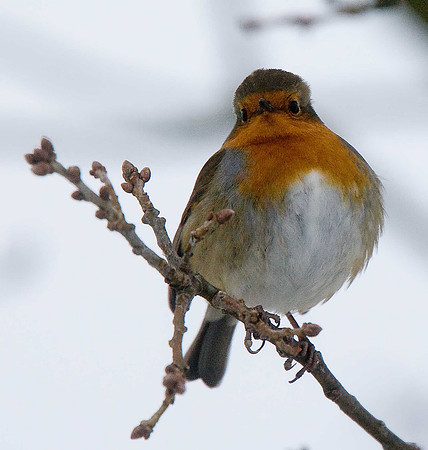 Robin
