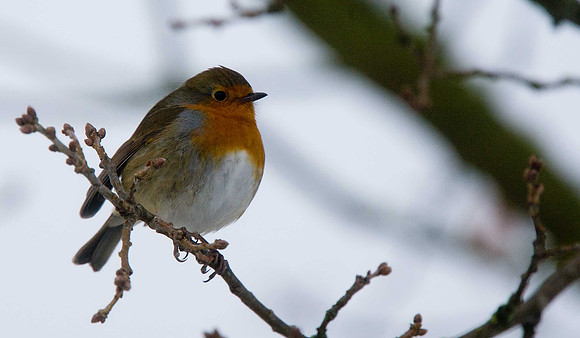 Robin