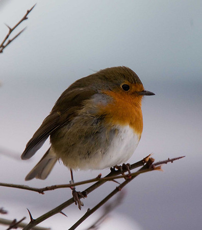 Robin