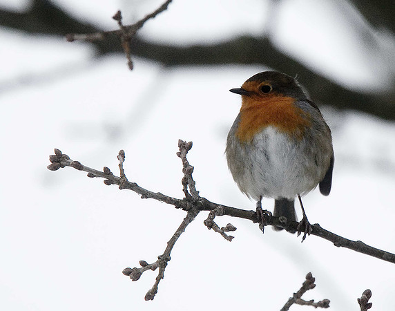 Robin
