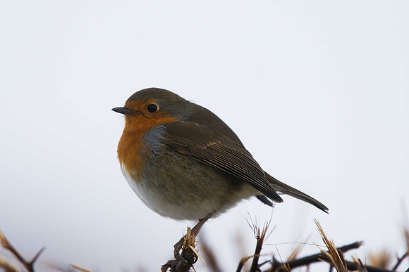 Robin