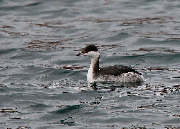 Slavonian Grebe