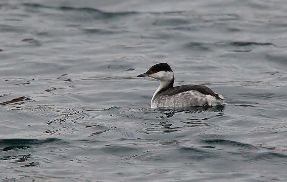 Slavonian Grebe