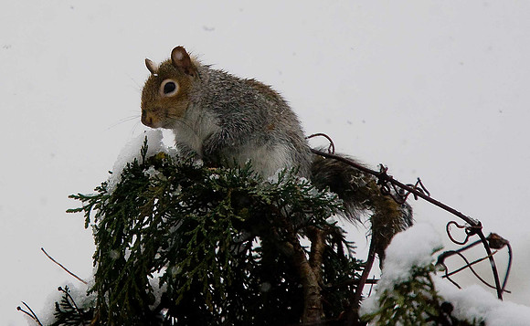 Grey Squirrel