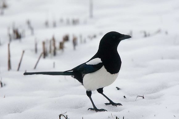 Magpie