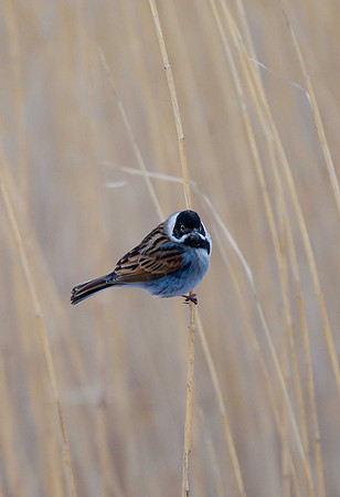 Reed Bunting