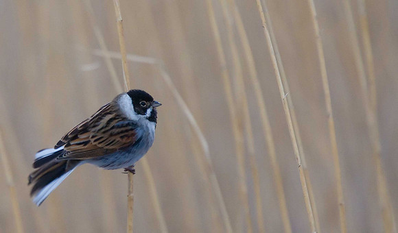 Reed Bunting
