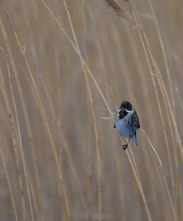 Reed Bunting