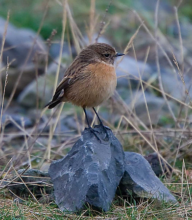 Stonechat