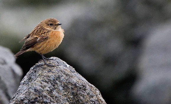 Stonechat