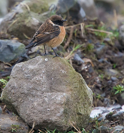 Stonechat