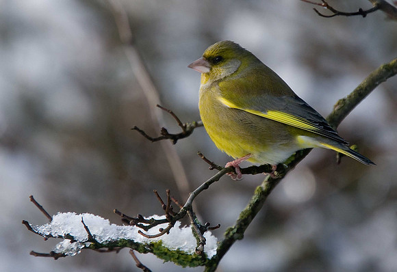 Greenfinch