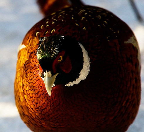 Pheasant