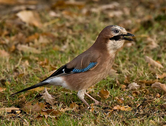 Jay