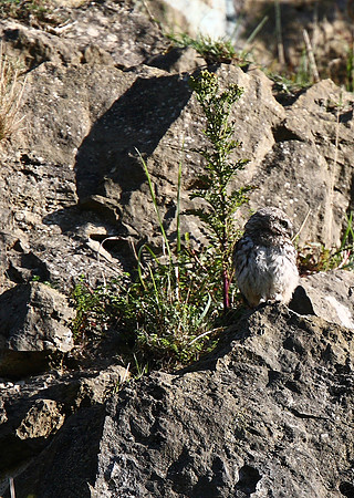 Little Owl