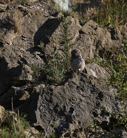 Little Owl