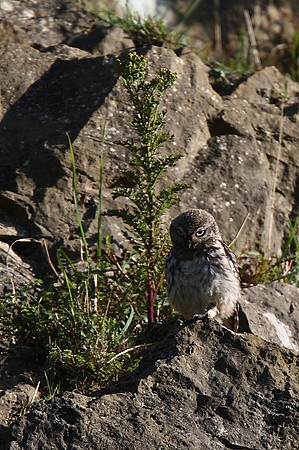 Little Owl