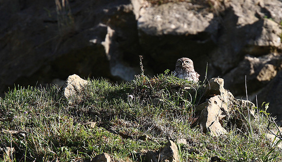 Little Owl