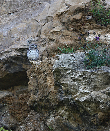 Little Owl
