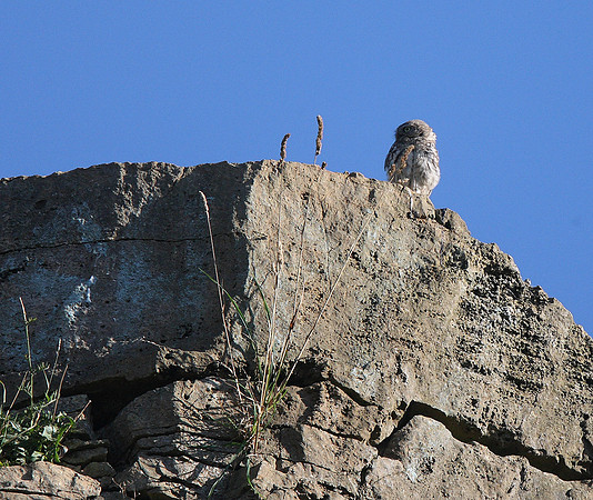 Little Owl