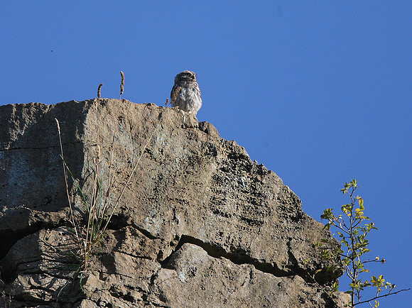 Little Owl