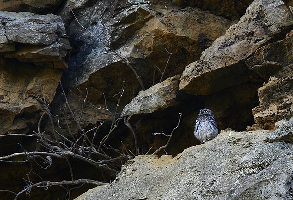 Little Owl