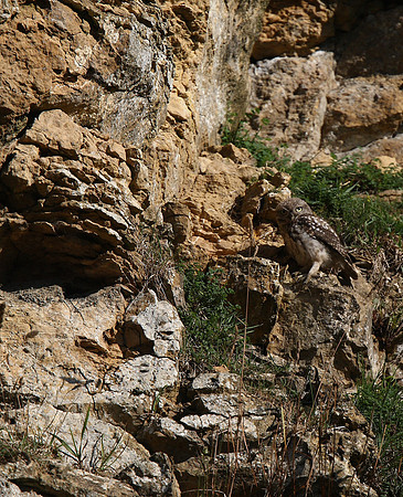 Little Owl