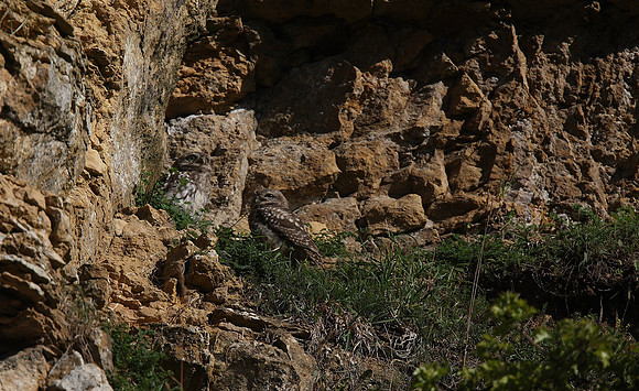 Little Owl