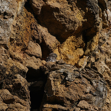 Little Owl
