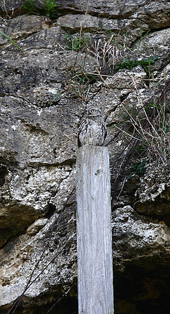 Little Owl