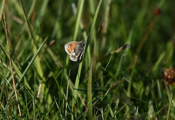 Small Heath