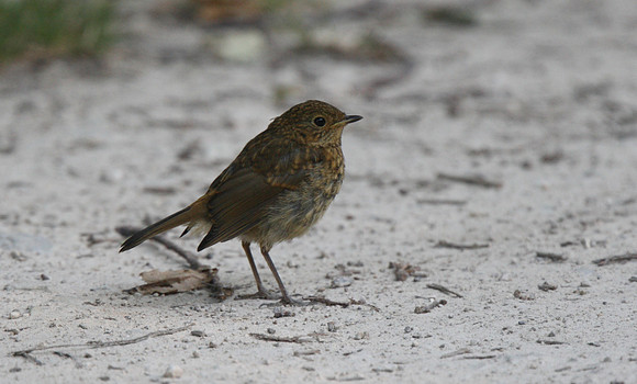 Juvenile Robin