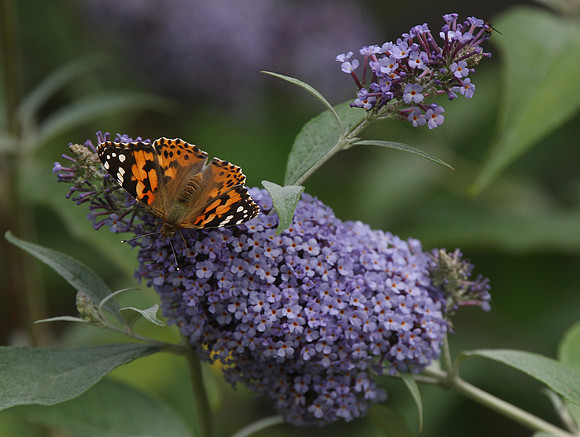 Painted Lady