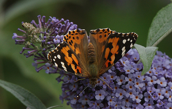 Painted Lady