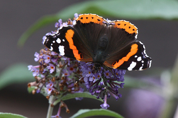 Red Admiral