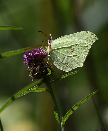 Brimstone