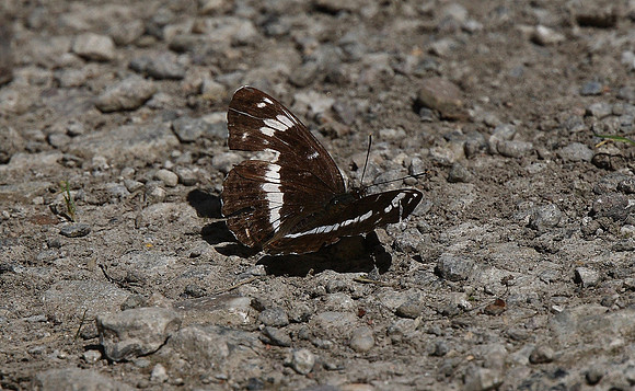 White Admiral