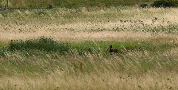 Black Stork