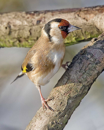 Goldfinch