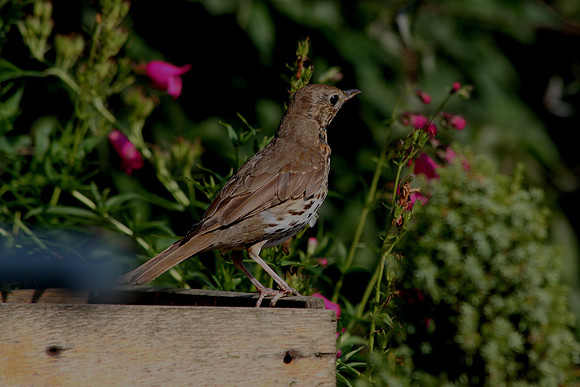 Song Thrush