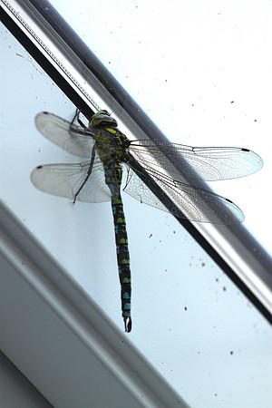 Southern Hawker Dragonfly
