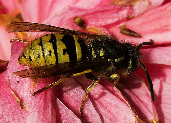 Wasp