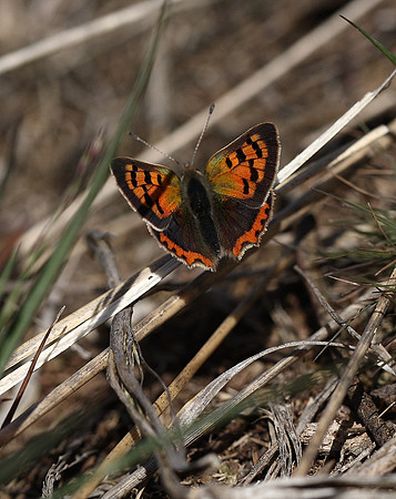 Small Copper