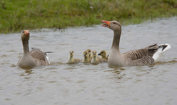 Greylag Geese