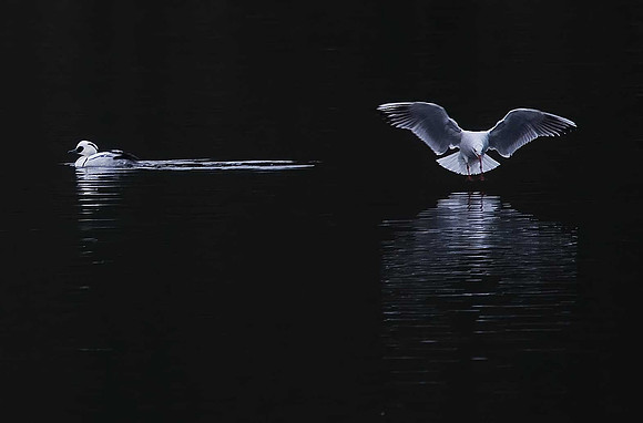 Smew