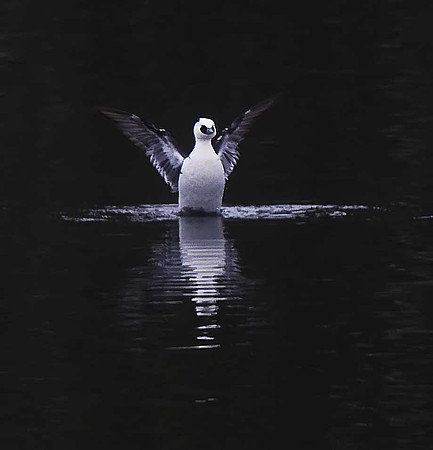 Smew