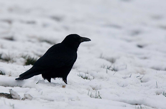 Crow