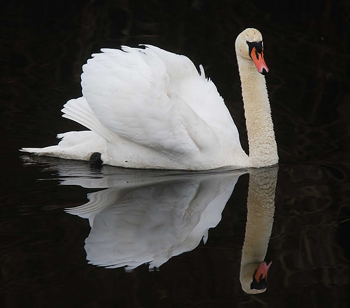 Mute Swan