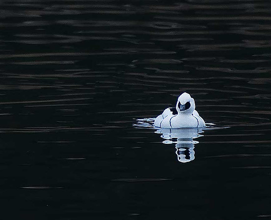 Smew