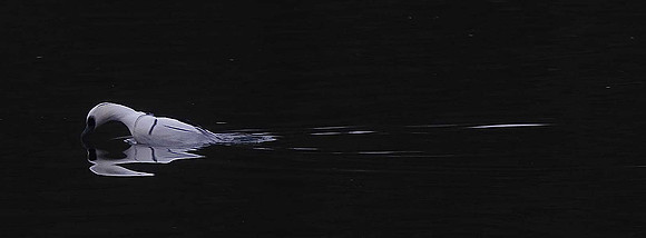 Smew